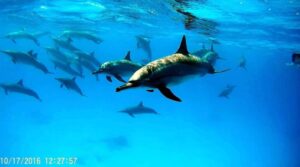 Riff und Delfinschnorchel Ecoadventure