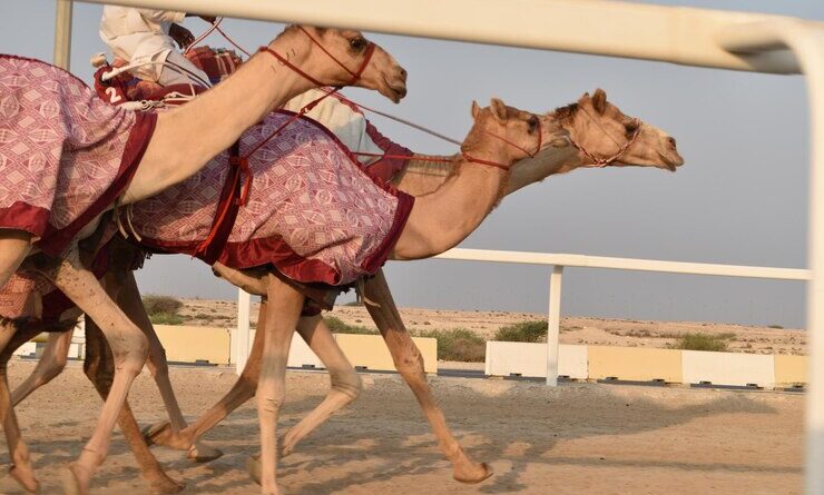 halbtägige private geführte kamelrennfahrt in katar